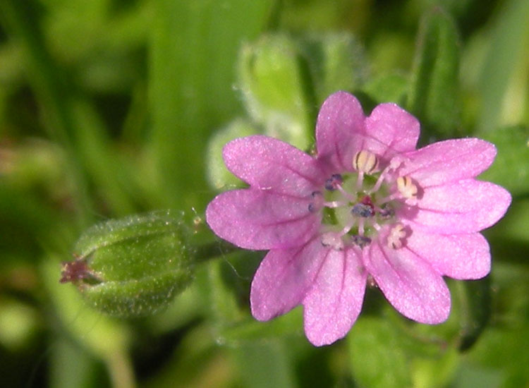 Parco Regionale dell''Adda Sud - Geranium molle